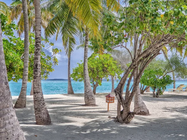 Palmeras Coco Las Playas Blancas Los Atolones Maldivas —  Fotos de Stock