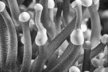 Close up of anemone, Maldives.
