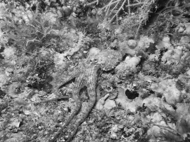A little octopus during a dive in mediterranean sea.
