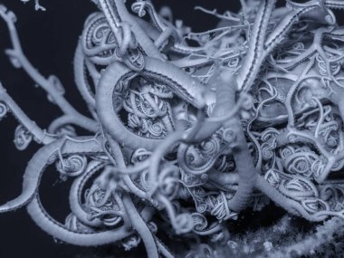 A beautiful Astrospartus during a dive.