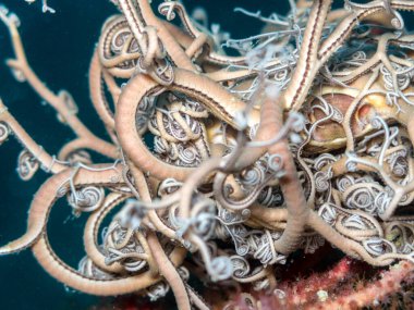 A beautiful Astrospartus during a dive.