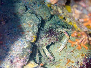 A big crab during a night dive in Mediterranean sea.