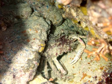 A big crab during a night dive in Mediterranean sea.
