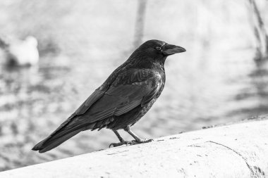 Karga, siyah beyaz görüntü
