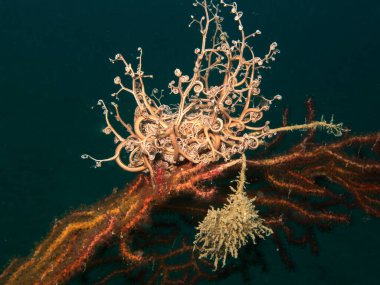 A beautiful Astrospartus during a dive.