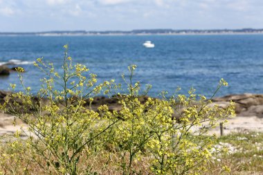 Le Croisic vahşi kıyı manzaraları
