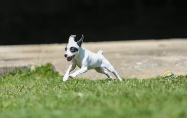  Bir pinscher cins köpek yavrusu.