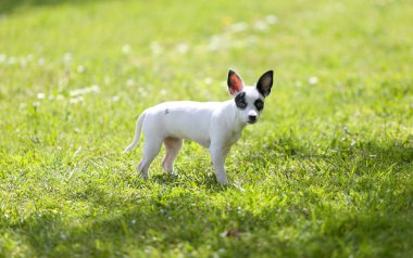  Bir pinscher cins köpek yavrusu.