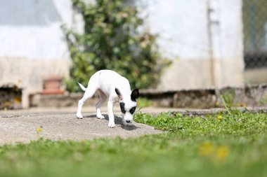  Bir pinscher cins köpek yavrusu.