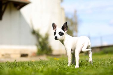  Bir pinscher cins köpek yavrusu.