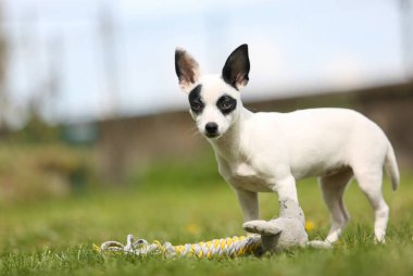  Bir pinscher cins köpek yavrusu.