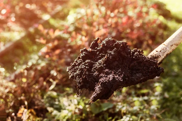 Świeży Kompost Humus Łopacie Tle Zielonej Przyrody Nawożenie Łóżek Pomocą — Zdjęcie stockowe