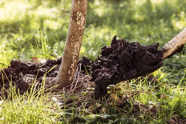 Добавление Органического Гумусного Навоза Навоза Молодым Деревом Лопатой Вилкой Дерево — стоковое фото