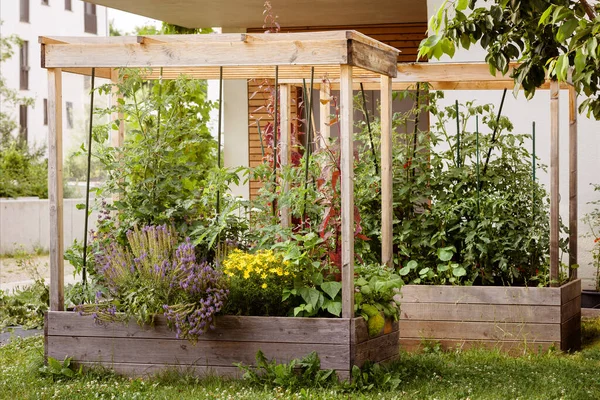 Raised Garden Bed Trellis Roof Overhang Home Growing Tomatoes Vegetables  Stock Photo by ©Serdynska 639703892