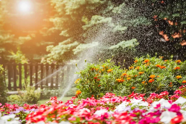 Watering or Sprinkling Flowers Blossom and Grass Lawn in Garden by Sprinkler. Irrigation Lawn Service with Sun Light.