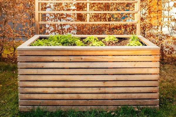 stock image Home Grown Vegetables in Garden Raised Bed. Modern Wooden High Warm Garden Bed for Growing Herbs and Spices in Early Spring.