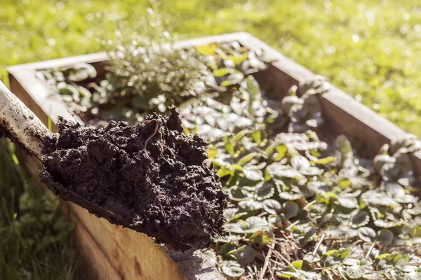 Kompost Robakami Nawóz Organiczny Łopacie Dodany Podniesionego Łóżka Ogrodowego Kompostowanie — Zdjęcie stockowe