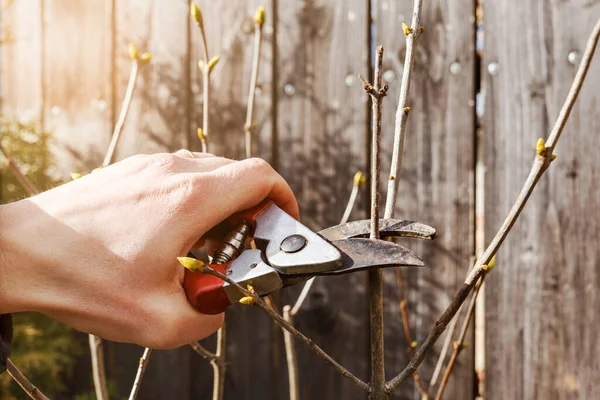 Pruning Tree Med Pruning Shears Eller Sekatörer Våren Bonde Handgranar — Stockfoto