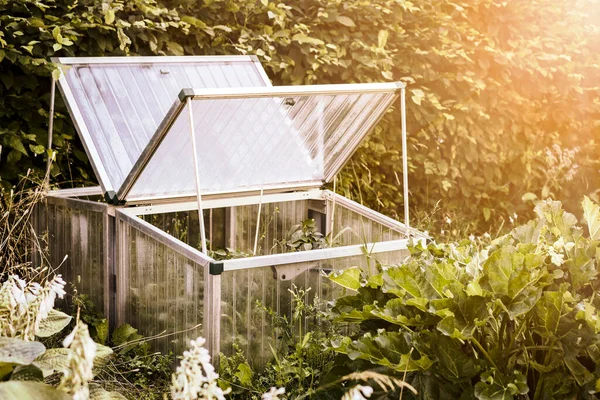 Mini Gewächshaus Garten Für Den Anbau Von Jungpflanzen Ziehen Sie — Stockfoto