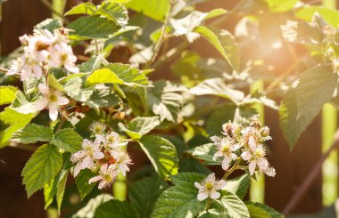 Blackberry Bush 'un böğürtlen çiçeği. Bahar Bahçesinde Blackberry Çiçekleri, Yapraklar ve Arı Tozlaşması.