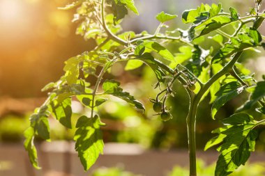 Güneş Günü 'nde domates tohumu ve domates çiçeği ile domates tohumu. Büyüyen Yankı Domatesleri konsepti.