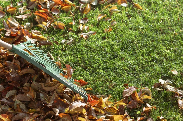 Raking Leaves Höstträdgården Vid Rake Städning Foliage Borttagning Fallna Löv — Stockfoto
