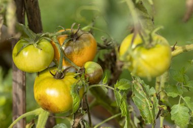 Domates hastalığı Phytophthora. Mantar Çürüğü Domates, Yapraklar ve Domates Bitkisi Üzerine Saplama. Ekin sorunları. Bakteriyel leke domates. Kapat..