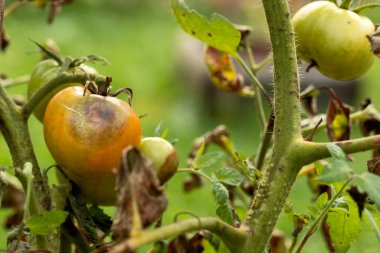 Kahverengi benekli domates mantarı hastalığı Phytophthora. Domates Hasadı Sorunu. Hastalıklı Yeşil Domatesler.