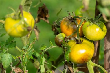 Phytophthora Fungus on Tomato Bush. Tomato Disease is Harvest Problem. Phytophthora infection of Tomatoes. clipart