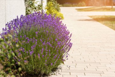 Yol boyunca büyüyen lavanta çiçeği çalıları ya da Bahçedeki ya da Bahçedeki Pavement. Bahçe Peyzaj Tasarımı Mor Lavanta. 