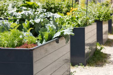 Garden Raised beds in Community Garden for Growing Vegetables. Plastic Raisen Bed with Herbs, Leafy Greens and Vegetables. clipart