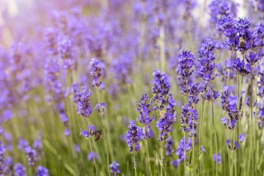 Lavanta çiçeği tarlası, Arı ile Sunrise 'da. Bahçede Mor Lavanta Çiçekleri. 