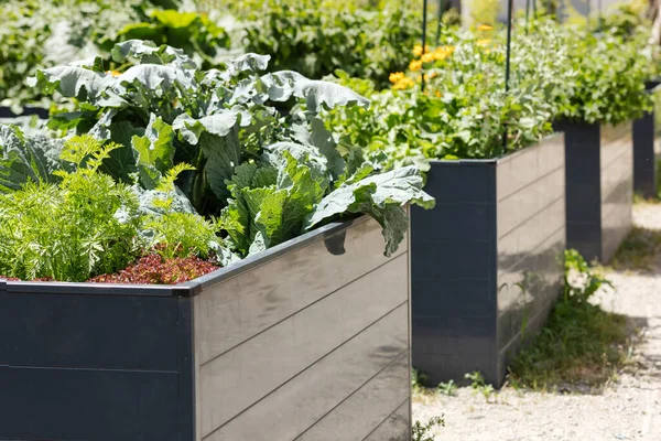 Garden Raised beds in Community Garden for Growing Vegetables. Plastic Raisen Bed with Herbs, Leafy Greens and Vegetables.
