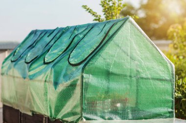 Mini Greenhouse from Green Polyethylene on Raised bed. Modern Garden Green House for Growing Vegetable Seedlings or Herbs. clipart