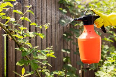 Böğürtlen ve Ahududu Spreyi Hastalıklara ve Böceklere karşı, Mantar Enfeksiyonu. Tarım Haşere Kontrolü. Spreyle Çiçek Açmadan Önce Organik Böcek İlaçları Spreliyor. 
