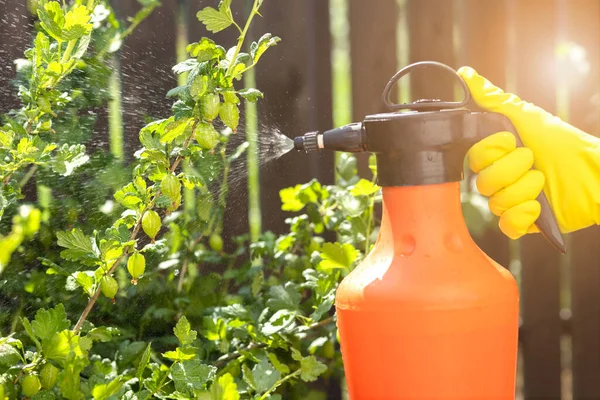 Розпорошення Гусберрі Буша Gooseberries Fruits Sprayer Bottle Pests Fungal Mold — стокове фото