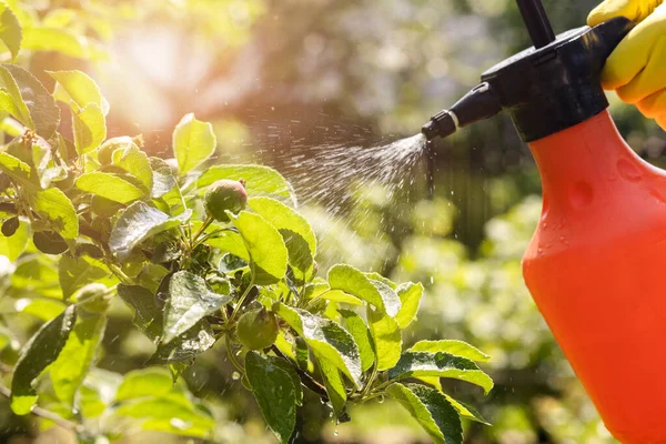 Spray Apple Tree Orchard Ochrony Przed Chorobami Owadami Spray Drzewa — Zdjęcie stockowe