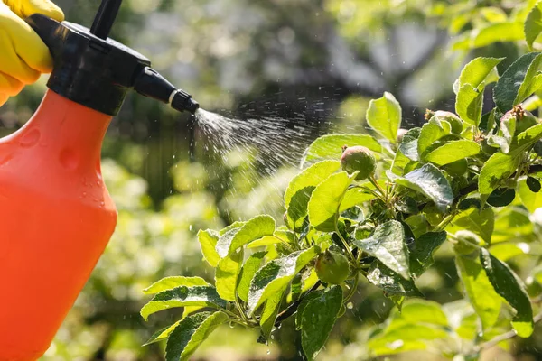 Spray Jabłoń Małymi Jabłkami Chroniącymi Ogród Przed Bakteryjnymi Chorobami Grzybiczymi — Zdjęcie stockowe