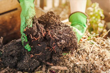 Compost Worms. Recycling Waste into Eco Fertilizer. Worms from Compost Pile in Garden. Humus as Result Composting Rotting Sorting Waste. Ecological Farming.