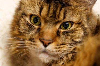Portrait of a cat, close-up. Beautiful Maine Coon, selective focus on the eyes