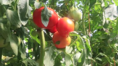 Serada meyveli domatesler