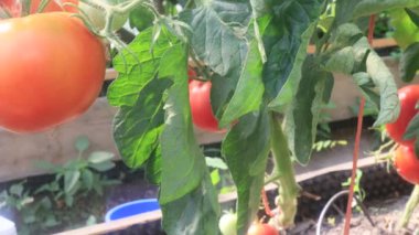 Serada meyveli domatesler