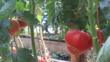 Serada meyveli domatesler