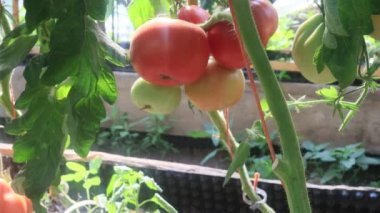 Serada meyveli domatesler