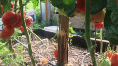 Serada meyveli domatesler