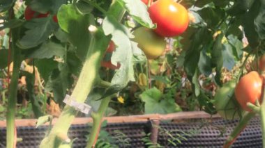 Serada meyveli domatesler