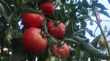 Seradan domates toplamak, tarım sahnesi.