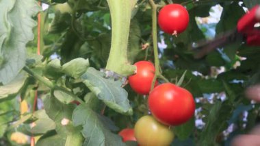 Seradan domates toplamak, tarım sahnesi.