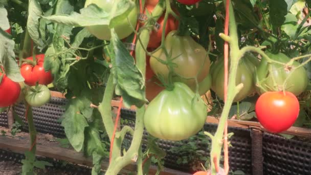 Tomatplantor Med Frukter Växthuset — Stockvideo