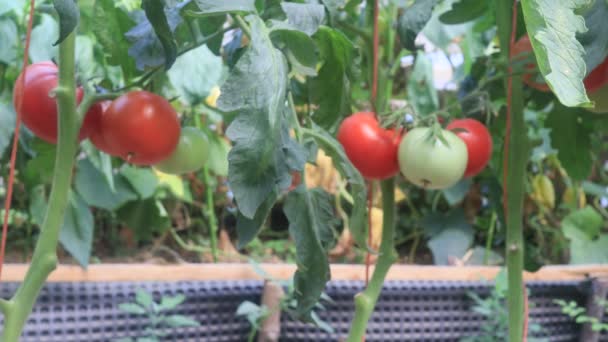 온실에 과일과 토마토 — 비디오